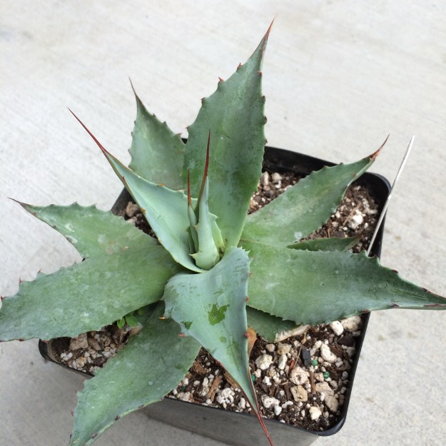 Agave ovatifolia 'Vanzie'