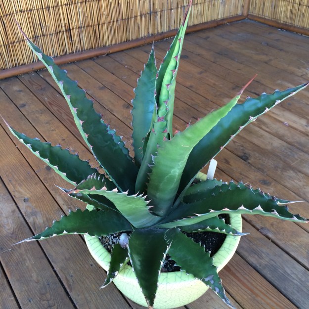 Agave gentryi 'Jaws'. I bought this one four years ago from Blooming Nursery who started moving more into xeric plants and Agaves a few years ago. This is a zn 7b Mexican species that is purportedly hardy down to 0F.