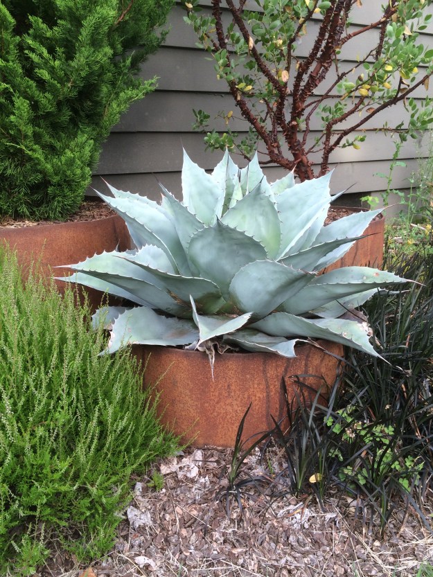 Here's a nice A. ovatifolia, probably 'Frosty Blue' growing out of a section of steel pipe in northeast Portland on the west side of a house. I'm assuming these are left in place.