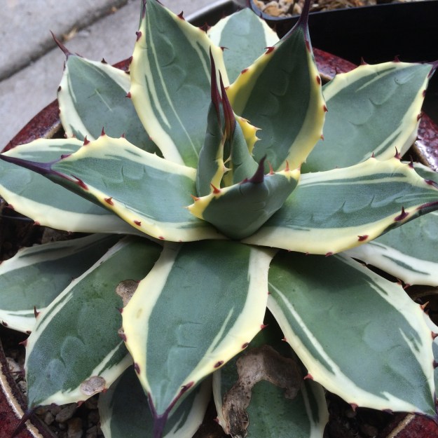 This is my Agave applanata 'Cream Spike' last summer, pre-death defying freeze back.