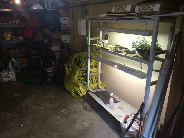 Not the greatest pic. It is a basement after all. The move tender smaller pots go on this lit frame I built while the larger, including several of my sub-tropicals go on a table I set up to the left with a large grow light over it. My larger plants like Musa, Heliconia and Brugmansia are simply crammed into the remaining space and have to tough it out!