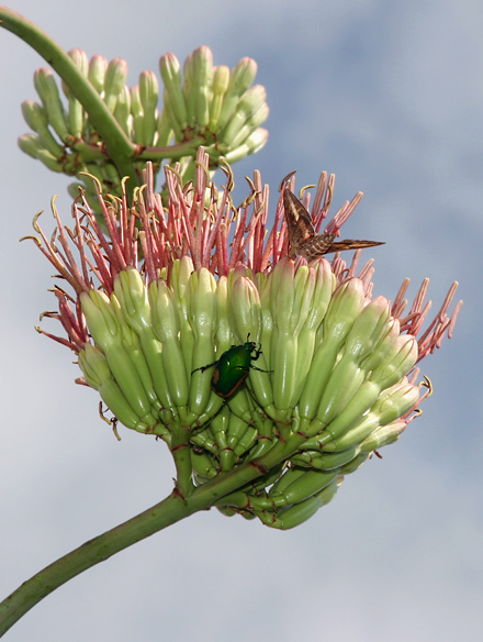 During the day, the nectar-filled Palmer's Agave flowers are visited by bees, butterflies, hummingbirds, orioles, and even a few normally nocturnal moths like this White-lined Sphinx (Hyles lineata). The Figeater Beetle (Cotinis mutabilis) above was chewing into the base of the flowers to steal nectar without ever pollinating the flowers. Many of these daytime visitors to the flowers, especially the smaller ones like nonnative Honeybees (Apis mellifera) that can slip into the flowers without touching the anthers or pistils, are relatively poor pollinators of Palmer's Agave flowers. Some of their larger daytime visitors do a bit better job of pollinating the flowers, but the most important pollinators of Palmer's Agaves are their nighttime visitor.