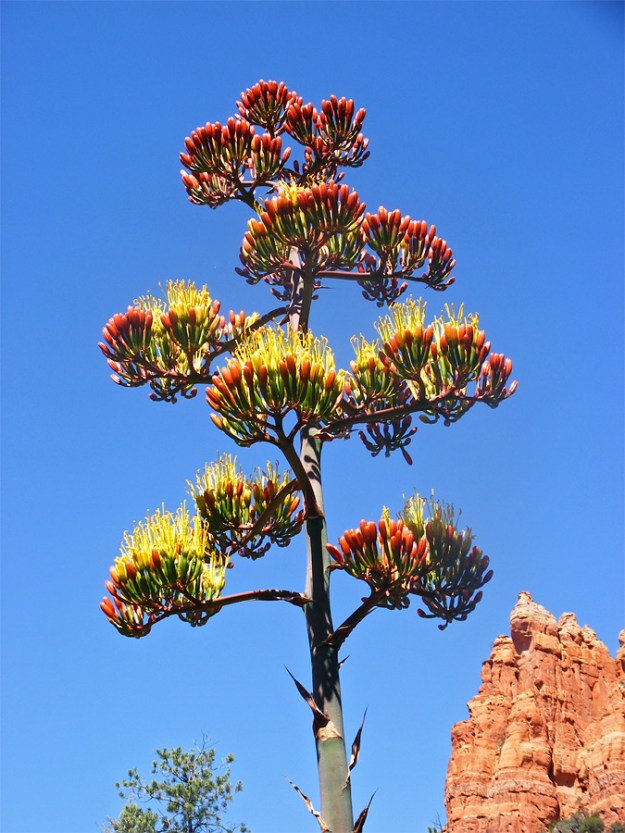 Agave parryi with both secondary and tertiary peduncles and the elongated yellow anthers 'floating' above.