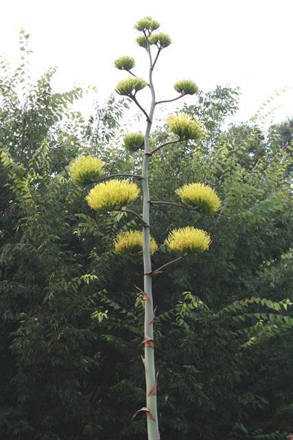 This picture of the inflorescence of an Agave scabra is from Tony Avent of Plant Delights taken of a plant in North Carolina's JC Raulston Arboretum. As mine has not yet opened any of its flowers yet and, to the best of my knowledge, known others have flowered here in Portland to photograph.