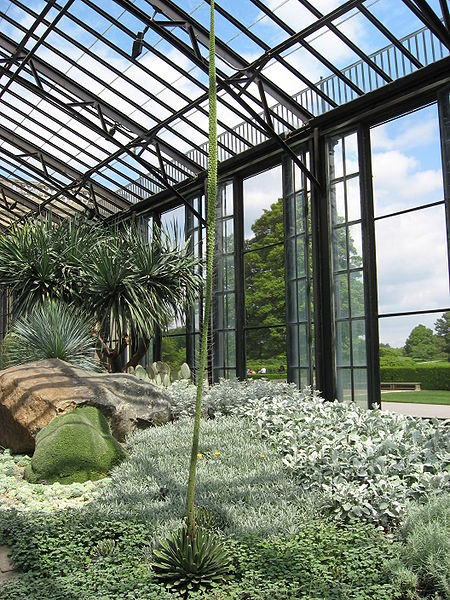 This Agave victorian-regina specimen is from The Lovely Plants site, here flowering as a raceme on a 4m+or- stem