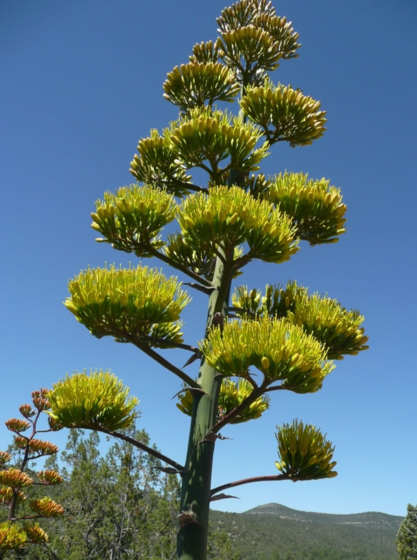 Looking up at a Parry’s agave flower stalk. The stalks are up to 20 feet tall and developed at a rate of up to 4 inches a day. Photo by Charlie McDonald.
