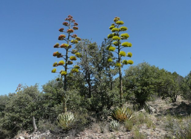 A matching pair of Agave parryi blooming simultaneously above the surrounding scrub.