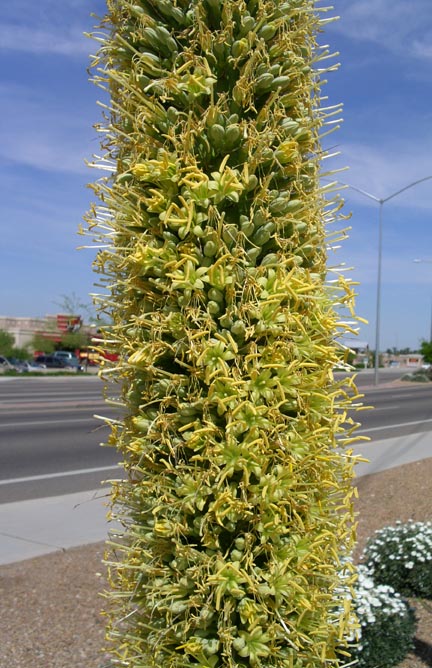 The raceme structure of Agave vilmoriniana, each flower with a short pedicel giving it a thickened 'tubular' form.
