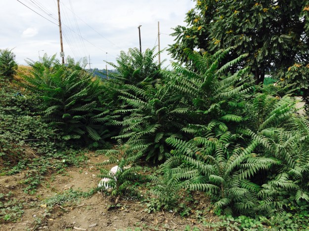 The same site in the spring after mowing with the vigorous growth of Tree of Heaven taking over.