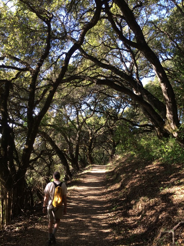 Trees originate in a particular environments, not an urban one. This landscape of California Interior Live Oaks creates a beautiful natural alle'e through the woods. These native Oaks can soften a street scene over time, are well adapted to our street environment requiring little effort on our part beyond structural pruning.