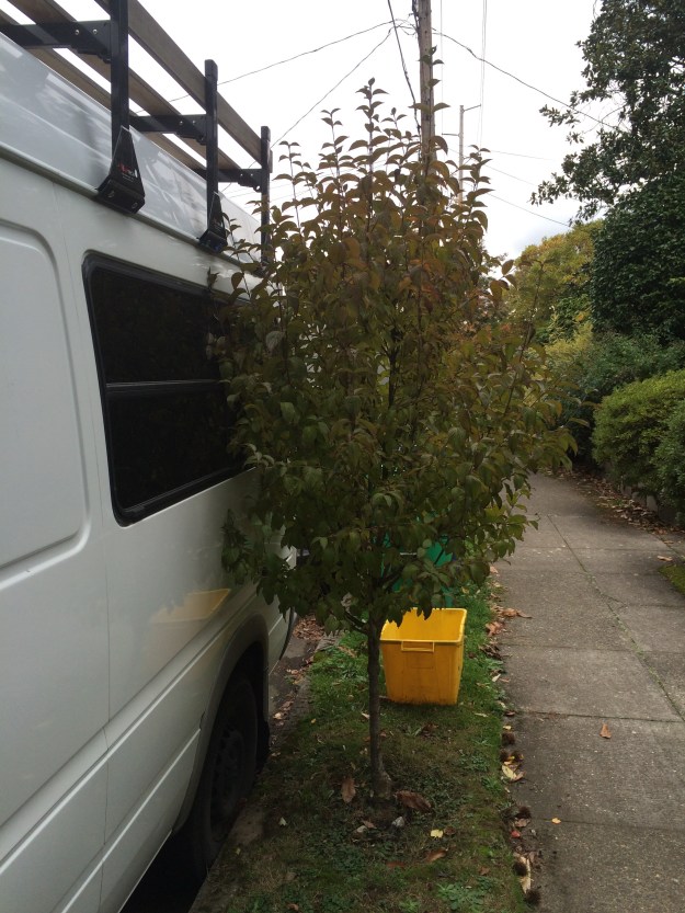 A small growing tree is not an automatic in a narrow parking strip.