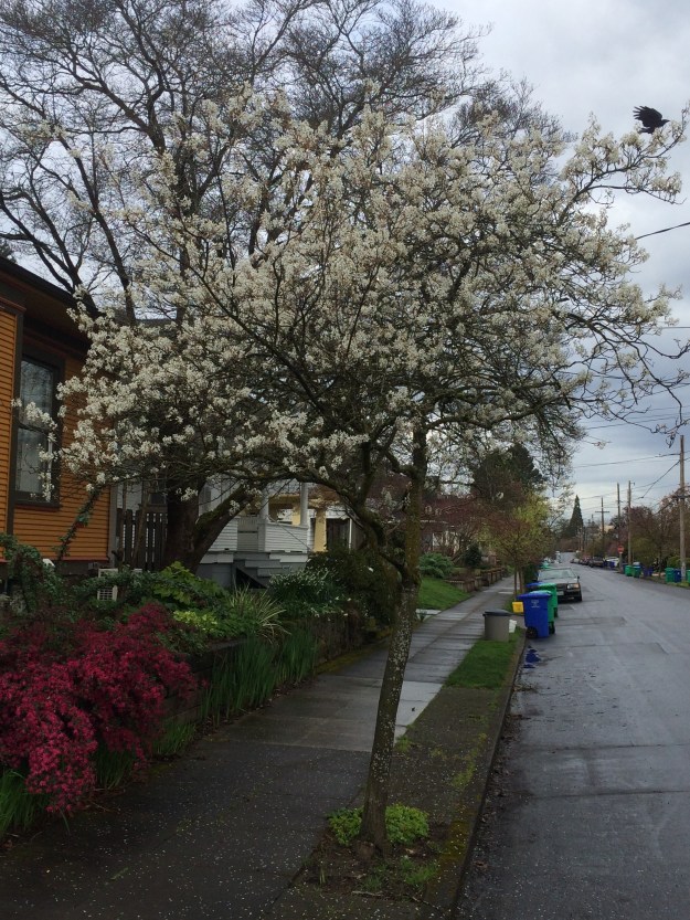 This is my 20+ year old Autumn Brilliance Serviceberry growing on the east side of my home where it receives afternoon shade. I give it periodic soakings in the summer. It often suffers severe rust in the spring which can even distort the new growth making the tree lower and more squat. Clearances over the sidewalk are around 7', those on the street side require regular pruning to meet the standard and result in an out of balance structure, flat on the street side in this narrow strip.