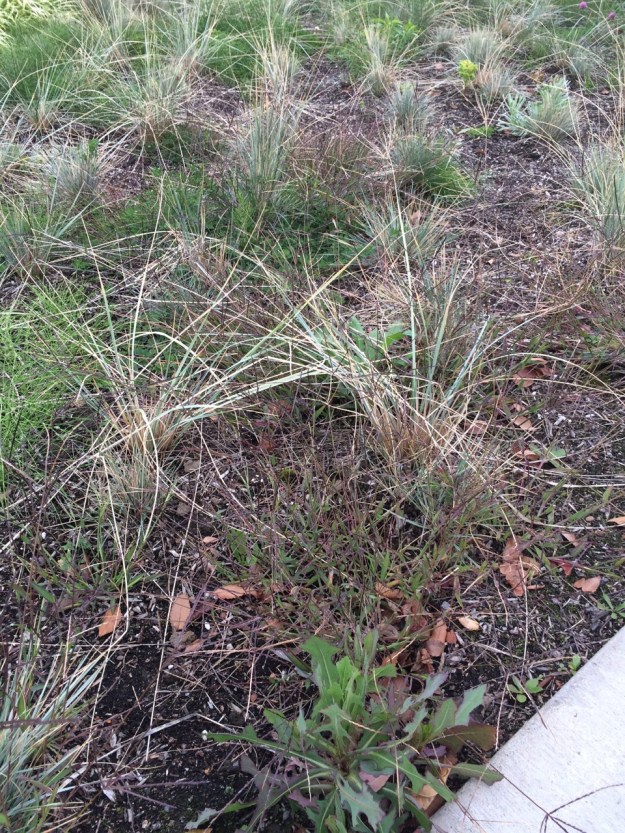 Helictotrichon sempervirens, Blue Oat Grass, is planted here in conditions that might at first seem conducive to success, but in reality are not. These plants are growing very weakly planted in heavy soil under regular irrigation. Here the crowns are rotting resulting in spindly plants, a problem that is compounded by the mulch that holds moisture tightly around the crown and our heavier soils here. These don’t have a chance. What is beginning to take hold here, though it is difficult to photograph at this growth stage under these light conditions, is the very aggressively spreading annual Crab Grass, Digitata sanguinalis. Each plant is said to be capable of producing upwards of 8,000 seeds. This particular weed wasn’t much of a problem 30 years ago but has been proliferating, particularly across rights-of-way, rivers, vacant, disturbed and compacted sites. It seems to be everywhere. This planting as managed is essentially an opportunity for any weed in the area as the intended planting struggles and dies out.