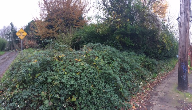 This is another UROW, on SE Cora between 28th Ave. and 28th Pl. It is used by pedestrians, bikes and an occasional vehicle along its muddy, rudded single 'lane'. Adjacent property owners used to rough mow it. Over the last ten years or so the property owner to the south has neglected his own double lot which runs the 200' of the edge and has allowed his mess to spill over. The Blackberries to the right hide and steep bank. This was once the site of a bicycle fatality when a boy rode directly into the path of an unseen Tri-Met bus.