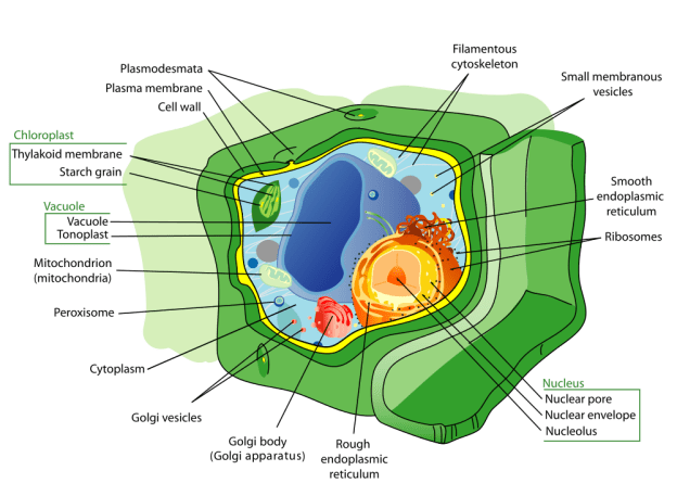 Plant cell structure, public domain from Wiki-Pedia