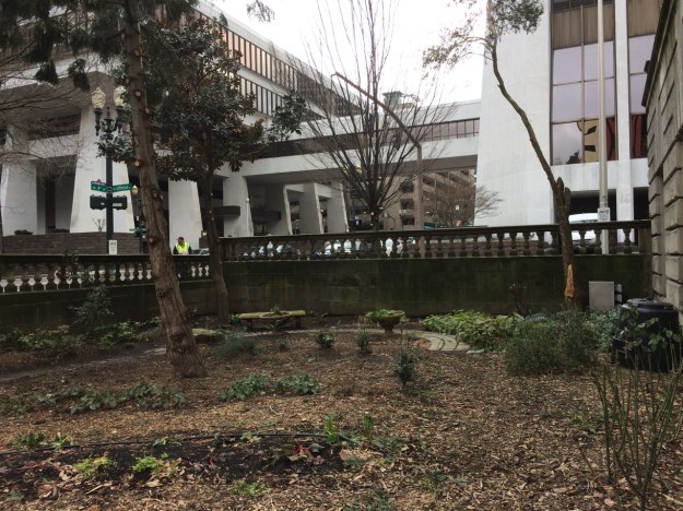 You have no idea how upsetting this photo is to me! This 'was' the 4th St. garden at City Hall I took care of for 15 years. My successor did not do this. When I talked to the building security staff I was told about the storm damage that had to be cleaned up...the same man assured me that it would come back. He clearly doesn't know what he's talking about. They had someone else come. Normally this is a Park's responsibility. The 20' tall Azara microphylla, to the right, clearly had a major failure, but the stripped every thing off. They cut a mature Viburnum 'Onadaga' to the ground, along with the lovely clumping bamboo, Boorinda angustifolia. God knows why the lollipopped the Western Red Cedar. The 15' Magnolia grandiflora 'Little Gem' was roughly stripped as well leaving an intact top knot. WTF!!!