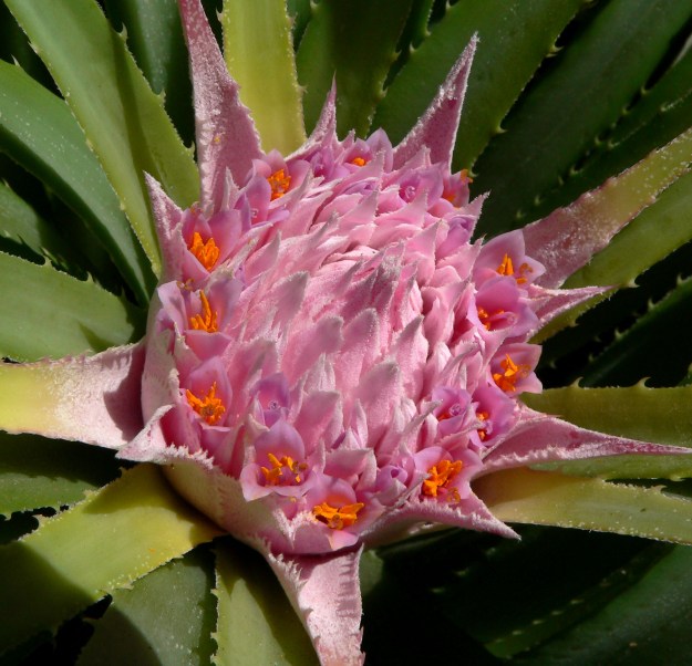 Ochagavia_carnea_3
