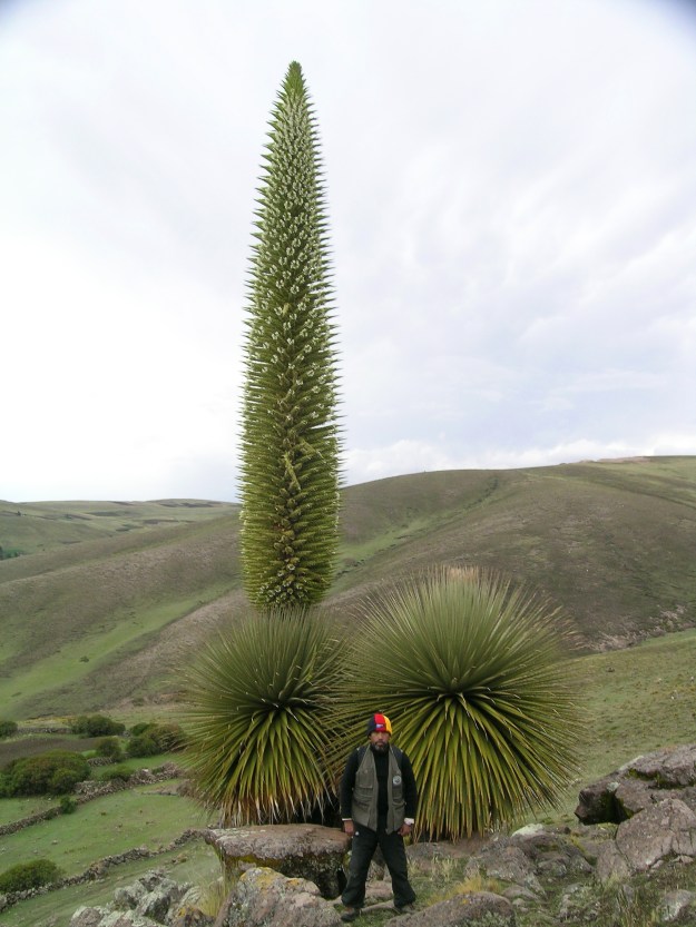 Puya_raimondii_hábito