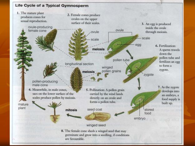 Gymnosperm reproduction