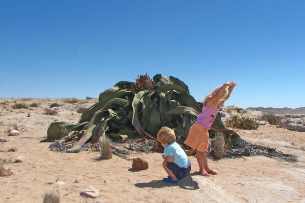 Welwitschia02