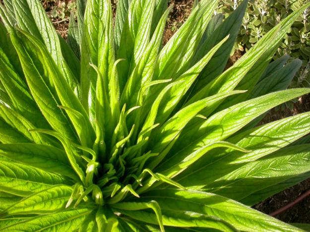 Echium pinanana DSCN0353