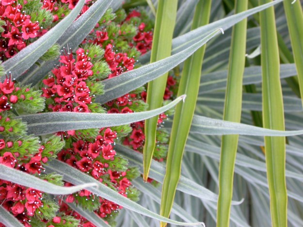 Echium wildpretii DSCN0736