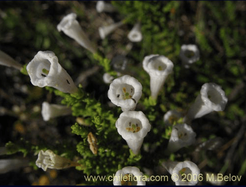 Screen Shot 2019-02-21 at 8.54.49 AM