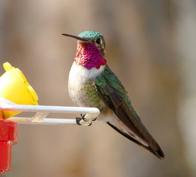 1024px-Male_Broad-tailed_Hummingbird_1