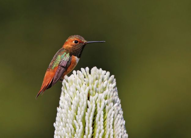 1280px-Allen's_Hummingbird_Guarding_Flower_Patch