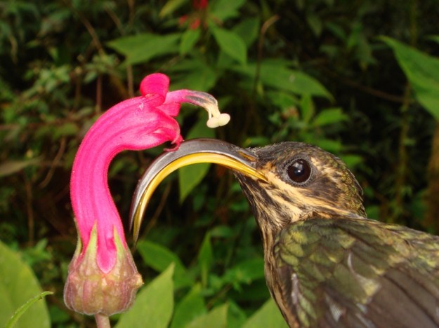 Christopher C. Witt The buff-tailed sicklebill (Eutoxeres condamini) is one of many hummingbird species adapted to the ecosystems of the eastern Andes.