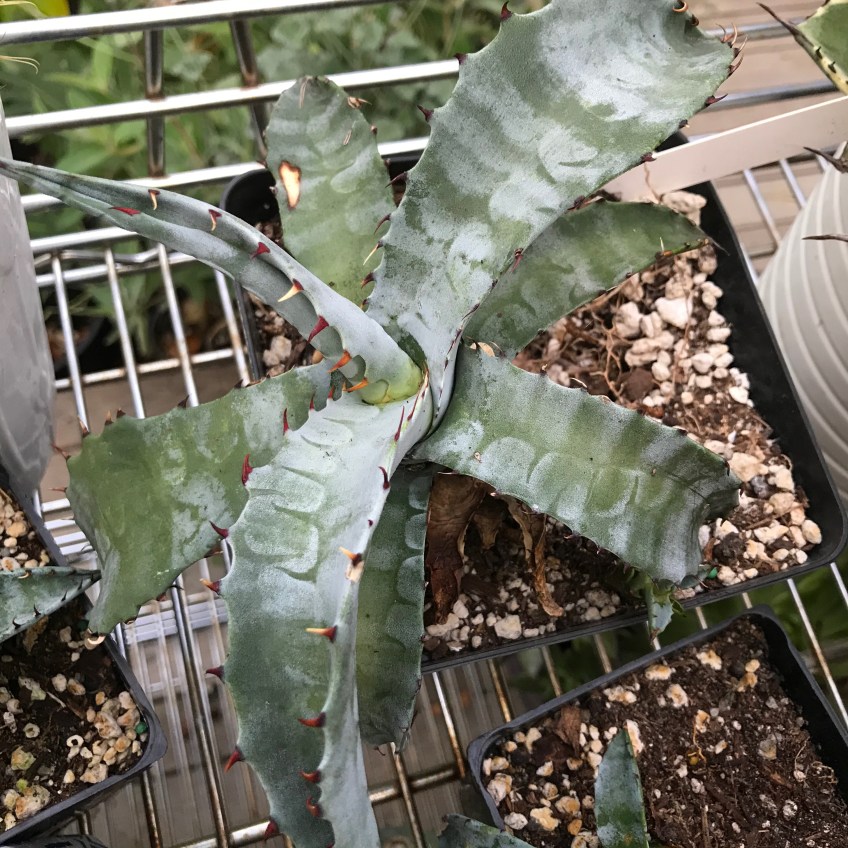 bonsai schale ikea Gestaltungs-Set Waldpflanzung
