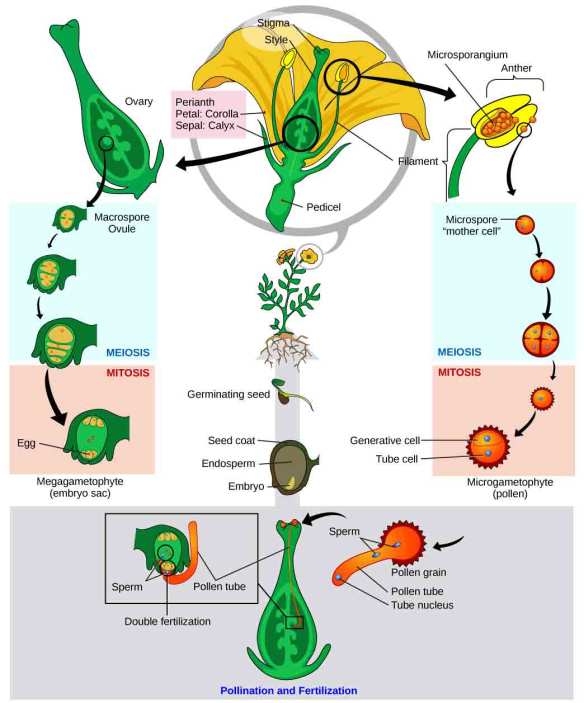 Viviparous Germination Diagram