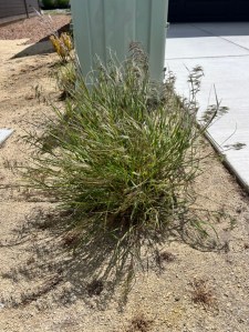 Above is a planted ornamental grass taken over entirely by Cheatgrass in one of our yards. It is difficult to pull any weed out of the crown of an established plant. Attempting to spray it will likely kill the desired plant as well.