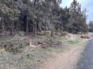 These Juniper, in Redmond's Dry Canyon, are 'young' trees, probably all less than 100 years old. These likely began after this section of canyon floor was converted to pasture. Here they crowd the edge, where rather than removing them, the trees have been 'limbed up', a very unnatural look for these trees.